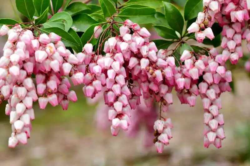 Japanese Pieris