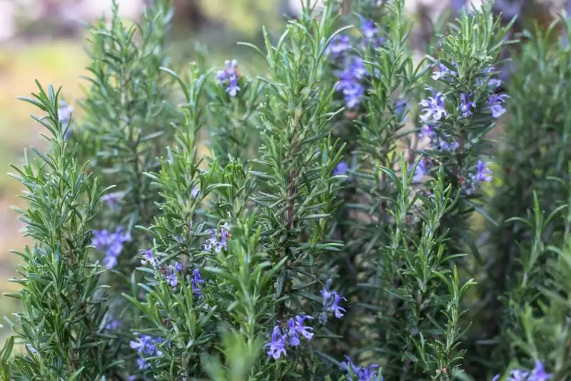 Rosemary