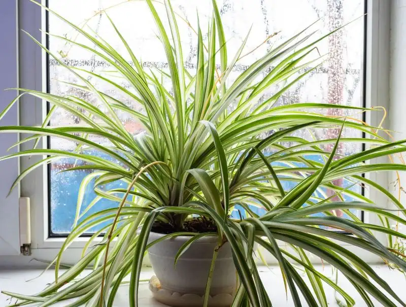 Spider Plant